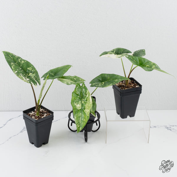Alocasia 'Simpo' Albo Variegated *Grower's Choice*