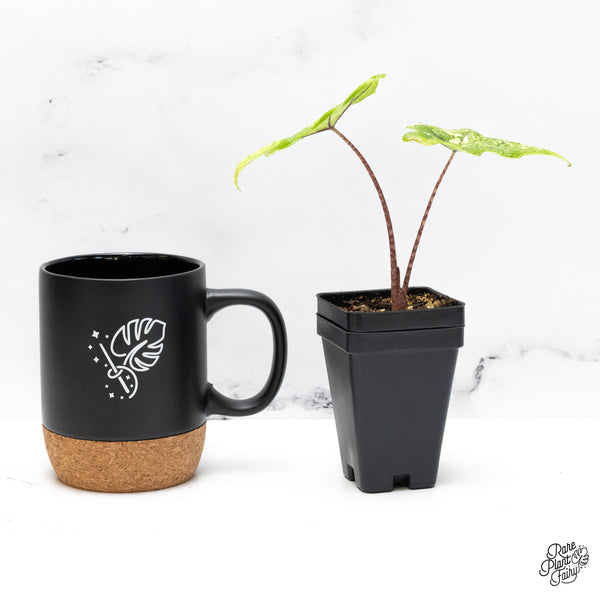 Alocasia Tandurusa Variegated (previously Alocasia 'Jacklyn' or 'Jaclyn') (wk45-C)