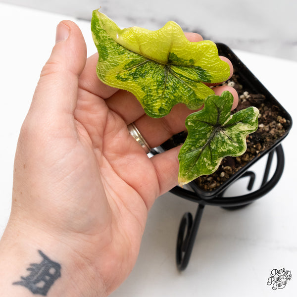 Alocasia Tandurusa Variegated (previously Alocasia 'Jacklyn' or 'Jaclyn') (wk48-N)