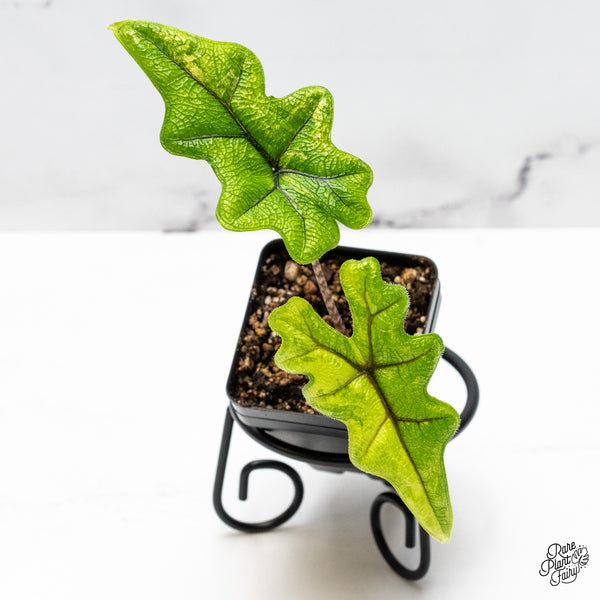 Alocasia Tandurusa Variegated (previously Alocasia 'Jacklyn' or 'Jaclyn') *Growers Choice*