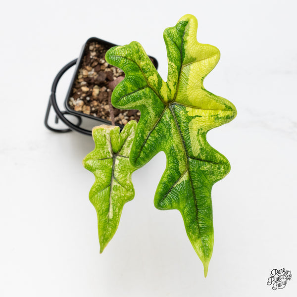 Alocasia Tandurusa Variegated (previously Alocasia 'Jacklyn' or 'Jaclyn') *Growers Choice*