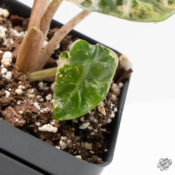 Alocasia 'Balloon Heart' Pink Variegated (wk5-K)