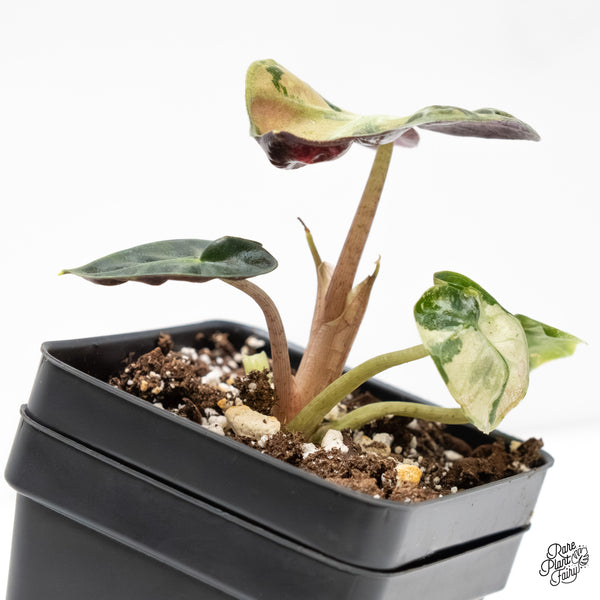 Alocasia 'Balloon Heart' Pink Variegated (wk5-L)