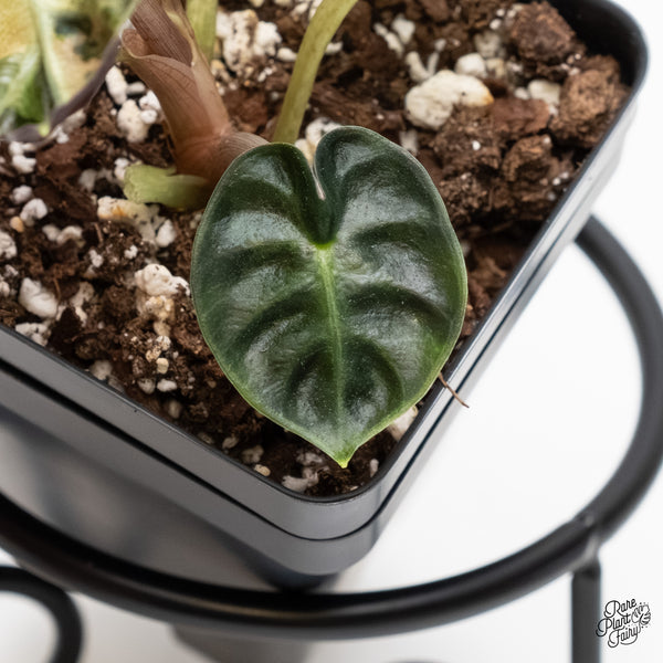 Alocasia 'Balloon Heart' Pink Variegated (wk5-L)