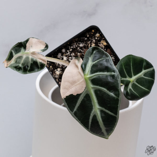 Alocasia 'Balloon Heart' Pink Variegated (wk33-V)