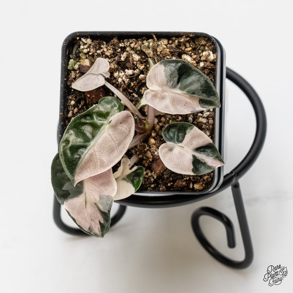 Alocasia 'Balloon Heart' Pink Variegated (wk6-L)