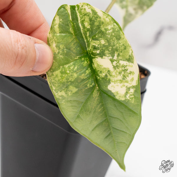 Alocasia 'Bisma Platinum' Albo Variegated (wk46-C)
