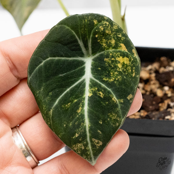 Alocasia 'Black Velvet' Aurea Gold Variegated (wk49-N)