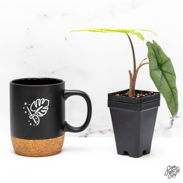 Alocasia heterophylla 'Metallic Blue' Albo variegated (wk46-W)