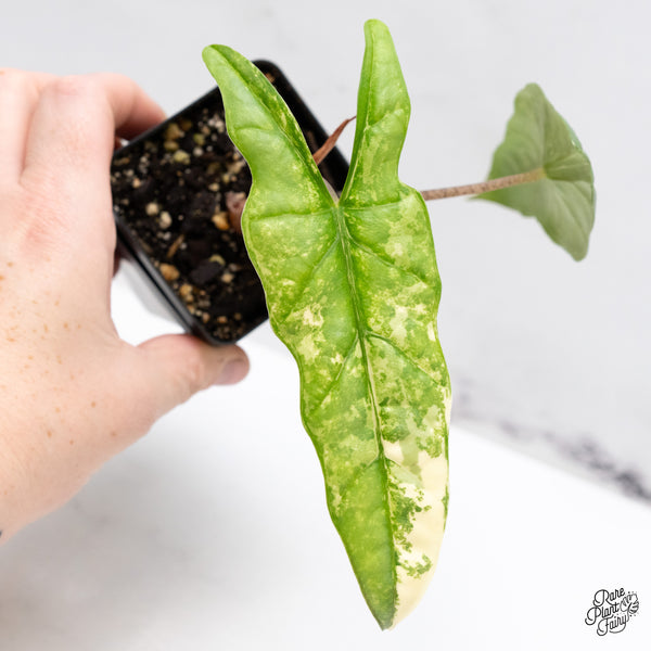 Alocasia heterophylla 'Metallic Blue' Albo variegated (wk46-W)