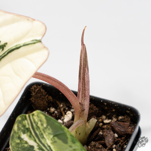 Alocasia 'Bisma Platinum' Albo Variegated (wk45-H)