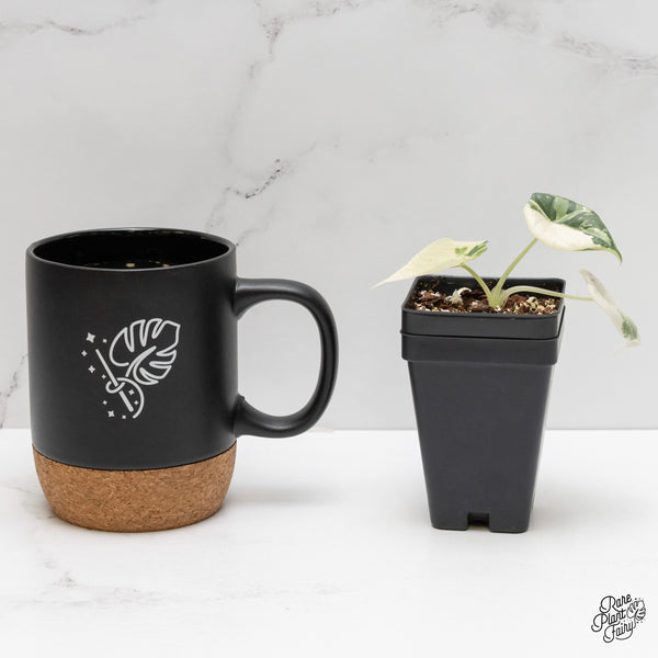 Alocasia Maharani Albo Variegated (wk2-J)