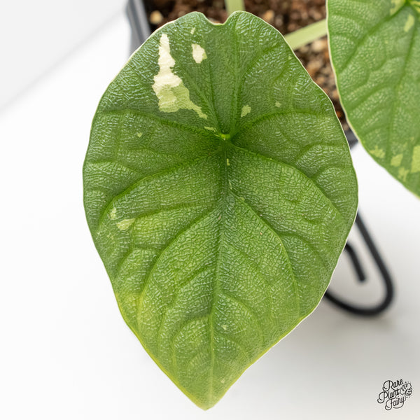 Alocasia 'Melo' Albo Variegated (wk5-H) *Corming Size*
