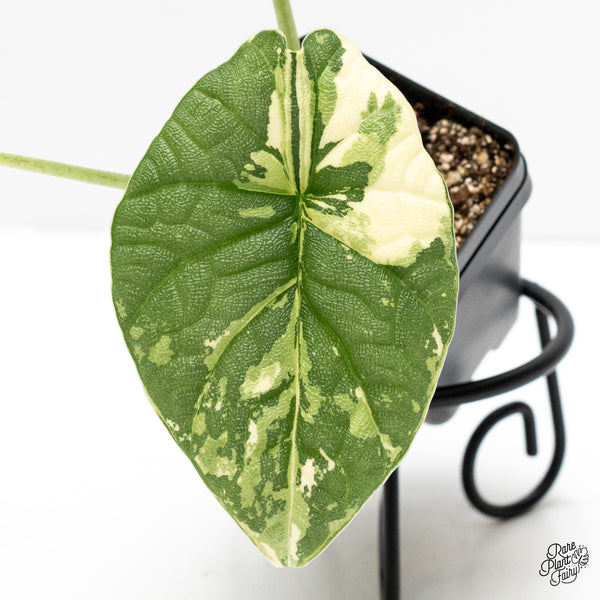 Alocasia 'Melo' Albo Variegated (wk5-H) *Corming Size*