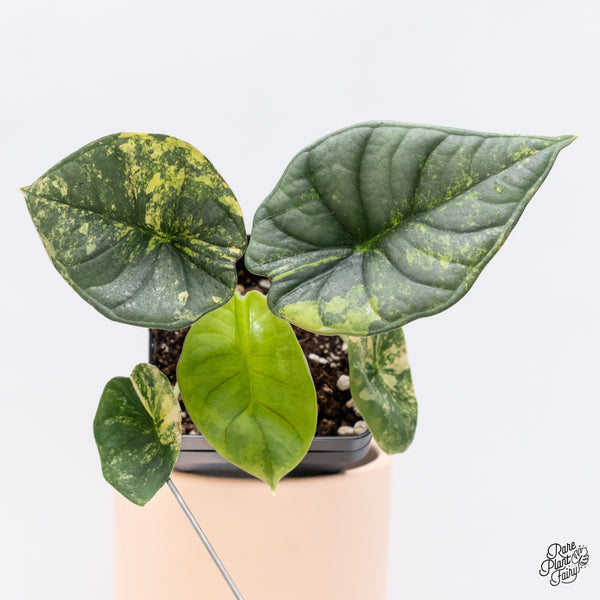 Alocasia 'Nebula' Aurea Variegated (wk37-Y)