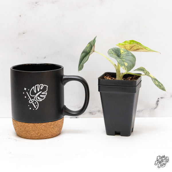 Alocasia 'Nebula' Aurea Variegated (wk47-J)