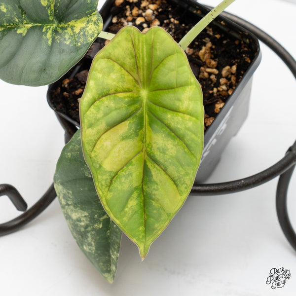Alocasia 'Nebula' Aurea Variegated (wk47-J)