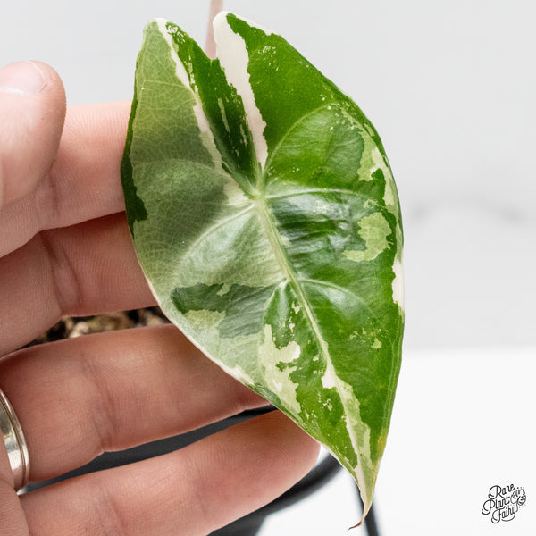 Alocasia 'Pink Dragon' Albo/Pink Variegated (wk51-T)