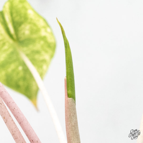 Alocasia 'Pink Dragon' Aurea Variegated (wk51-S)