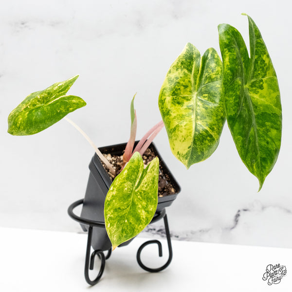 Alocasia 'Pink Dragon' Aurea Variegated (wk51-S)