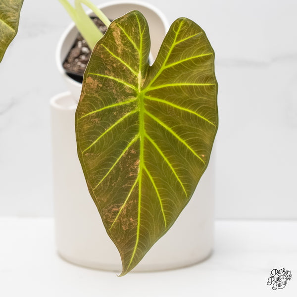 Alocasia 'Regal Shields' Aurea Variegated (wk5-O) *Corming Size*