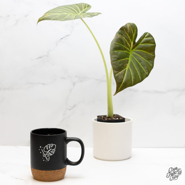 Alocasia 'Regal Shields' Aurea Variegated (wk5-O) *Corming Size*