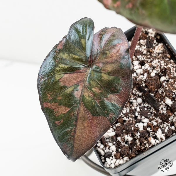 Alocasia 'Serendipity' Pink Variegated (wk6-Z)