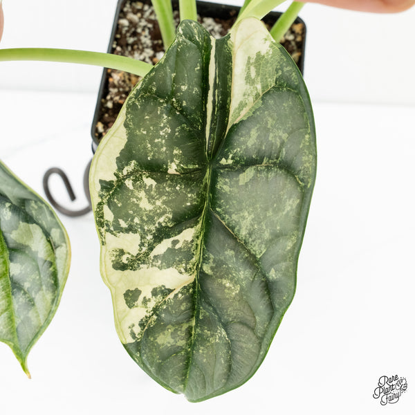 Alocasia 'Silver Dragon' Albo Variegated (wk6-V) *Corming Size*