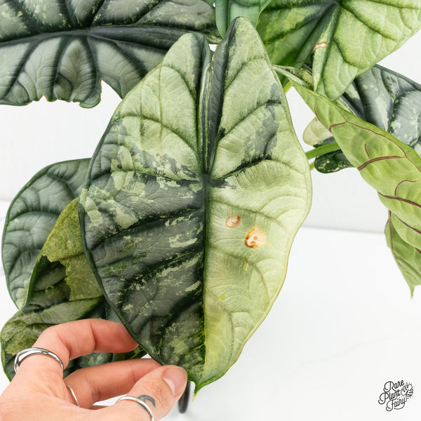 Alocasia 'Silver Dragon' Albo Variegated (wk6-V) *Corming Size*