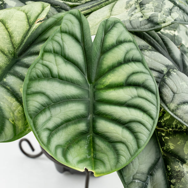 Alocasia 'Silver Dragon' Albo Variegated (wk6-V) *Corming Size*