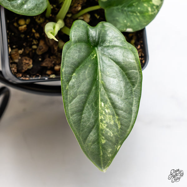 Alocasia 'Silver Dragon' Albo Variegated (wk46-L)