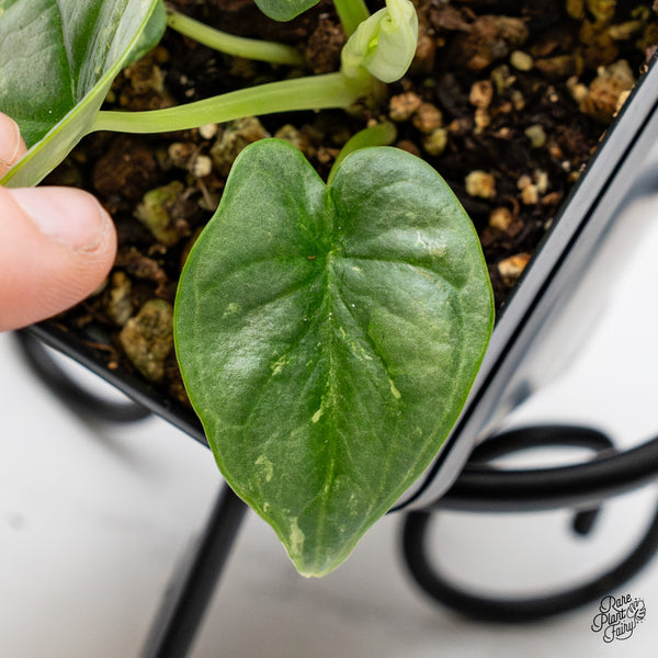 Alocasia 'Silver Dragon' Albo Variegated (wk46-L)