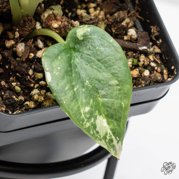 Alocasia 'Silver Dragon' Albo Variegated (wk46-L)
