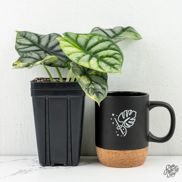 Alocasia 'Silver Dragon' Aurea Variegated (wk6-W) *Corming Size*