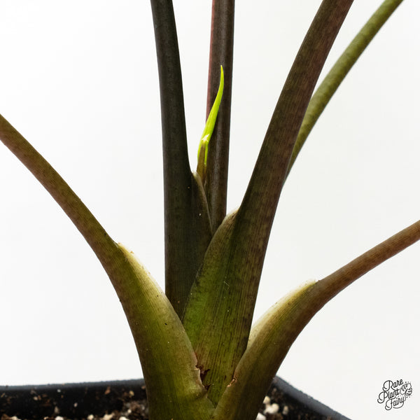 Alocasia 'Simpo' Albo Variegated (wk45-R) *Corming Size*