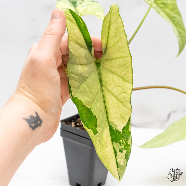 Alocasia 'Simpo' Albo Variegated (wk46-V) *Corming Size*