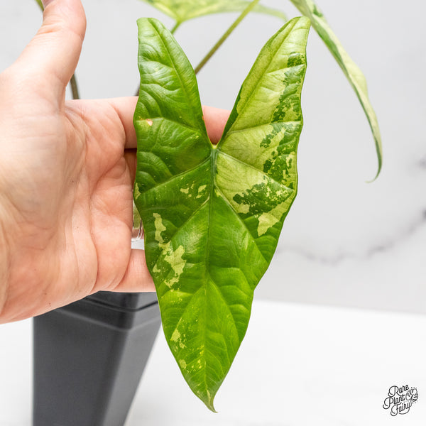 Alocasia 'Simpo' Albo Variegated (wk46-V) *Corming Size*