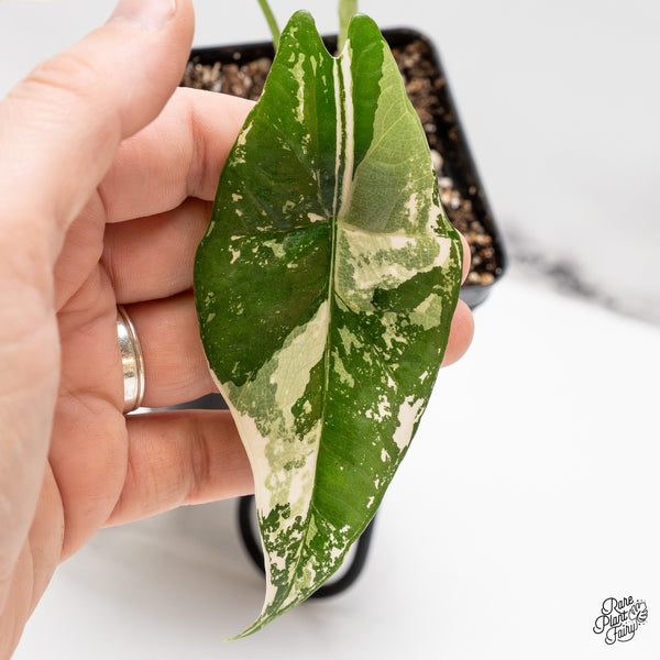 Alocasia 'Simpo' Albo Variegated (wk47-Q)