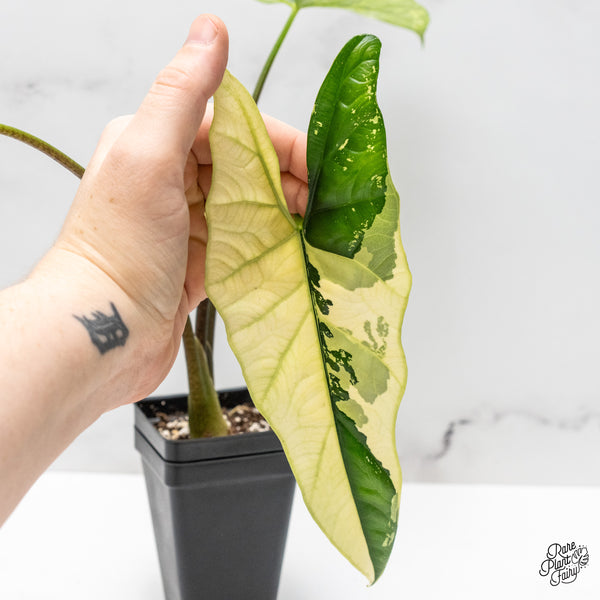 Alocasia 'Simpo' Albo Variegated (wk48-H) *Corming Size*