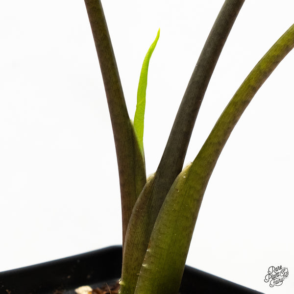 Alocasia 'Simpo' Albo Variegated (wk48-H) *Corming Size*