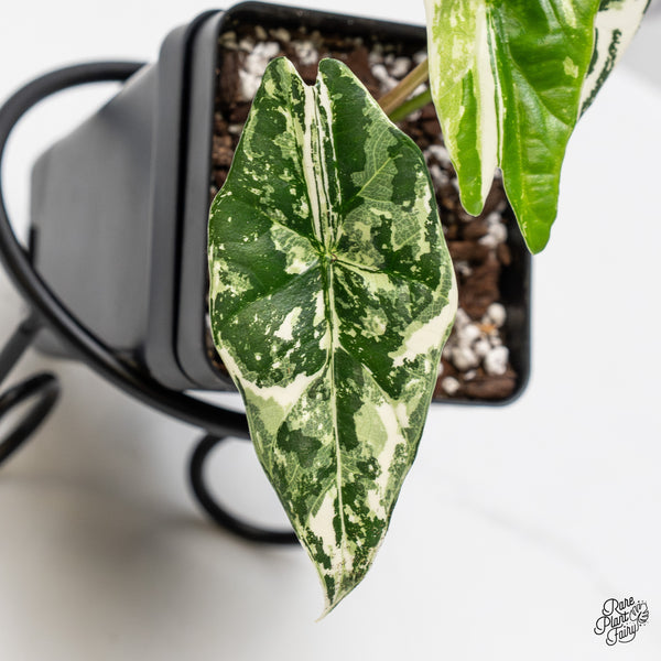 Alocasia 'Simpo' Albo Variegated (wk51-N)
