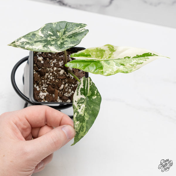 Alocasia 'Simpo' Albo Variegated (wk51-N)