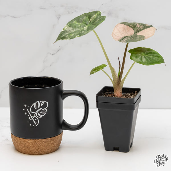 Alocasia 'Uhinkii' Albo/Pink Variegated (Previously Alocasia Wentii) (wk6-K)