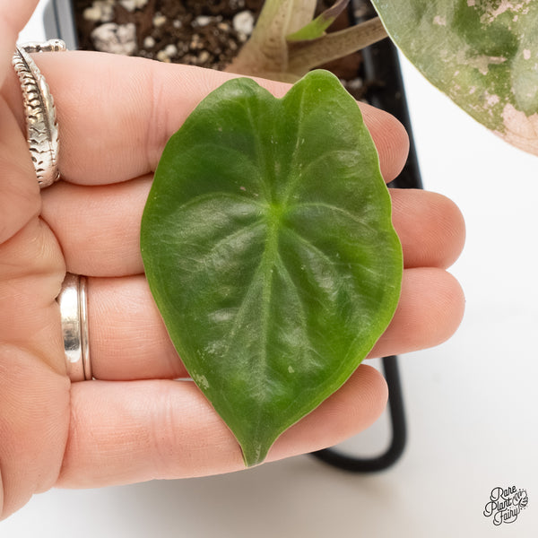 Alocasia 'Uhinkii' Albo/Pink Variegated (Previously Alocasia Wentii) (wk6-K)