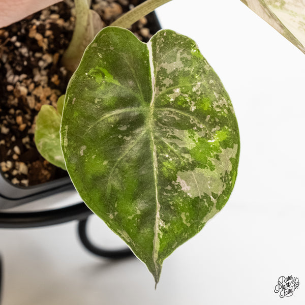 Alocasia 'Uhinkii' Albo/Pink Variegated (Previously Alocasia Wentii) (wk5-B)