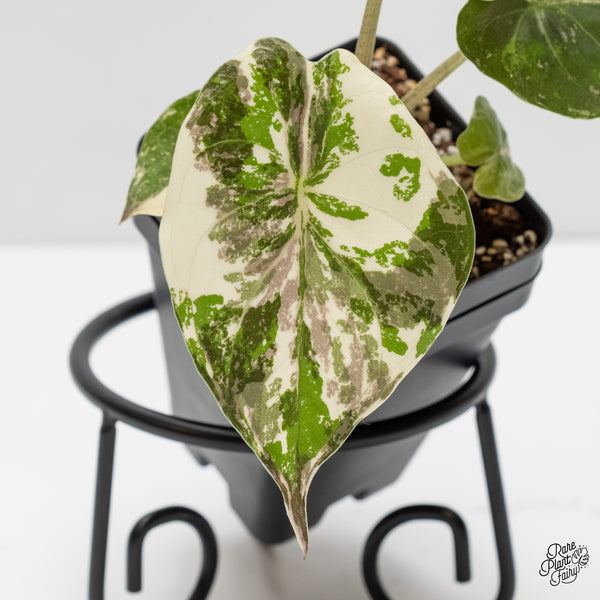 Alocasia 'Uhinkii' Albo/Pink Variegated (Previously Alocasia Wentii) (wk5-B)