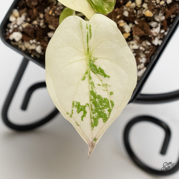 Alocasia 'Uhinkii' Albo/Pink Variegated (Previously Alocasia Wentii) (wk5-A)