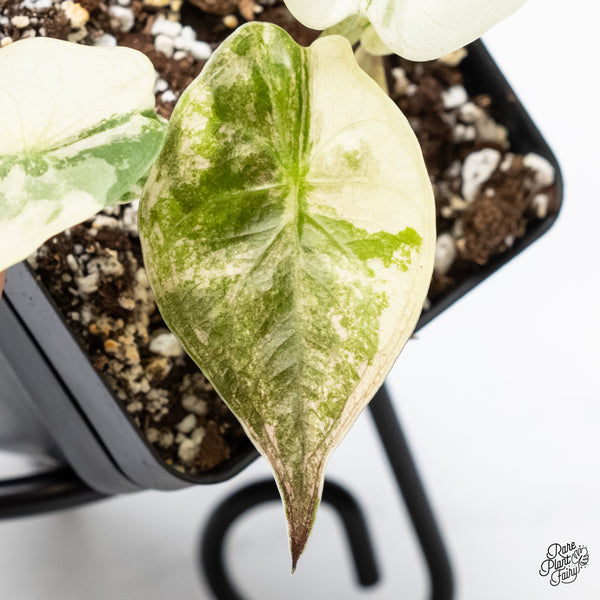 Alocasia 'Uhinkii' Albo/Pink Variegated (Previously Alocasia Wentii) (wk5-A)