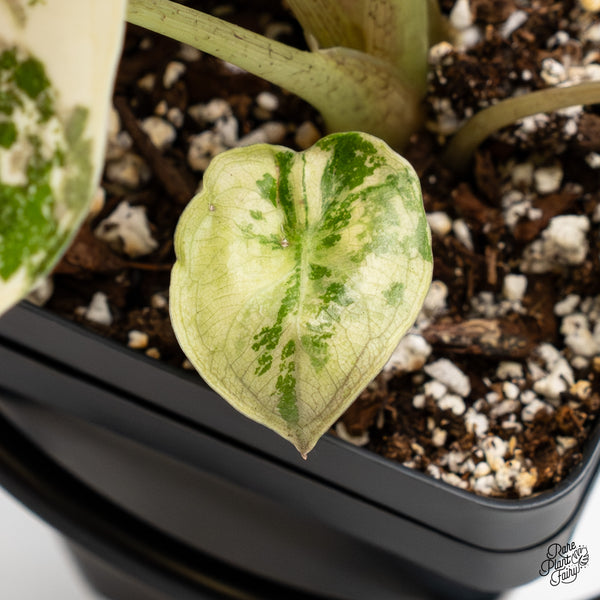 Alocasia 'Uhinkii' Albo/Pink Variegated (Previously Alocasia Wentii) (wk5-C)