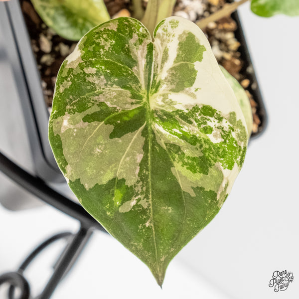 Alocasia 'Uhinkii' Albo/Pink Variegated (Previously Alocasia Wentii) (wk5-C)